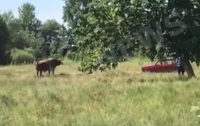 Розлючений бик розтоптав чоловіка, який стріляв у нього з автомата в Росії (ВІДЕО 18+)