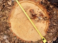 74 дуби зрізали у лісництві на Рівненщині. Місцеві жителі занепокоєні (ФОТО)