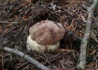 У Карпатах уже збирають перші білі гриби (ФОТОФАКТ)