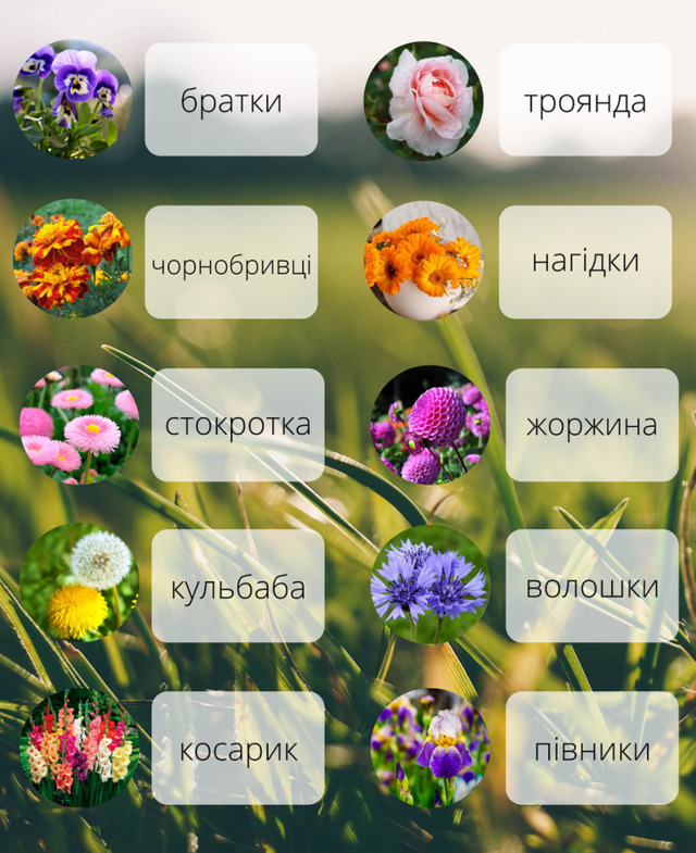 Правильні назви квітів українською. Фото - Радіо Максимум