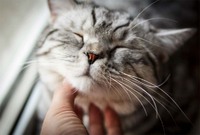 Чому коти «вібрують», коли муркотять