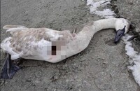 «Пройшла навиліт»: на Рівненщині бузувіри застрелили лебедя (ФОТО)