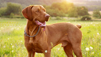 «Собака на липучці»: Найбільш люблячі породи собак