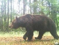 Клишоногі холостяки: У Чорнобилі – нашестя самотніх ведмедів 