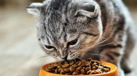 Смертельна небезпека в мисці: чому сухий корм може вбити вашого кота