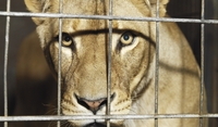 Суд скасував заборону Рівнеради на гастролі цирків із тваринами (ВІДЕО)