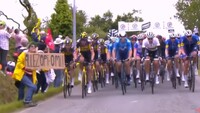 Вболівальниця спровокувала масовий завал велосипедистів на Тур де Франс (ВІДЕО)