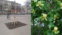 На проспекті у Рівному висадили тюльпанові дерева (ФОТО/ВІДЕО)