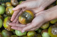 Як боротися з фітофторою томатів: ТОП-8 народних засобів