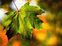 Куди потрібно покласти гроші 27 вересня, щоб вони примножувались: народні прикмети