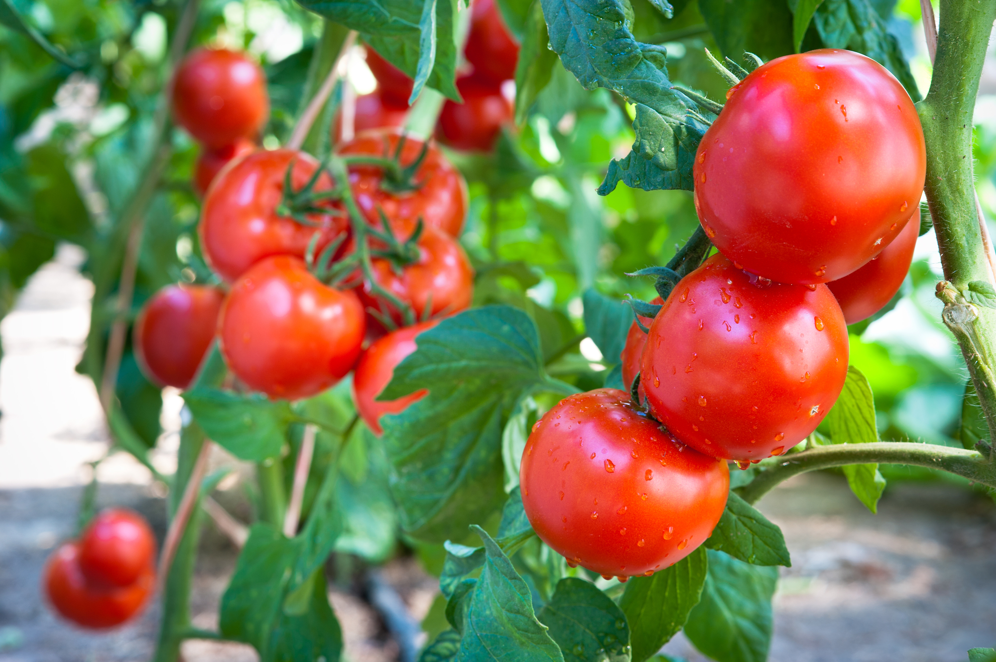 Выращивание помидоров отзывы. Томат соседская зависть f1. Томат Киото f1. Томат Феня ф1. Томат соседская зависть семена.