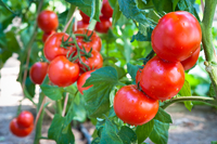Невибагливий у догляді та дуже врожайний: назвали сорт помідорів, який підкорив серця городників 