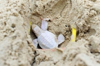 В Австралії знайшли черепаху незвичайного кольору