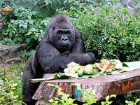 Єдина горила України святкує сьогодні іменини (ФОТО)