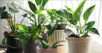 7 кімнатних рослин, які замінять ароматизатори та наповнять дім природним запахом (7 ФОТО)