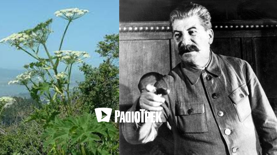 Сталін наказав засівати поля борщівником Сосновського. Науковців, які вказували на недоліки рослини для "дешевого силосу", диктатор не послухав