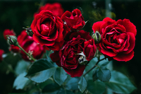 Розгадайте таємницю троянди за 20 секунд (ФОТО)