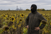 Радіаційний врожай соняшника: неподалік ЧАЕС незаконно засіяли гектари «брудної» землі