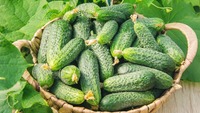 З року в рік саджаю лише їх: 6 сортів огірків, які рекомендують всі професійні агрономи