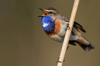 Птахи співають різними діалектами, –  вчені
