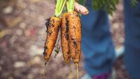 Буде дрібніша за редиску: що НЕ можна садити біля моркви