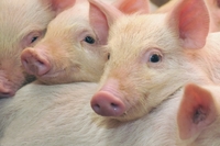  Там теж чума: білоруси можуть продавати українцям хворих свиней