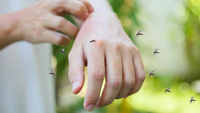 Більше не надокучатимуть: 5 природних запахів, які ненавидять комарі та мошки