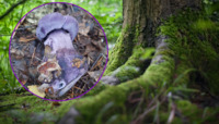 Неймовірно красивий і рідкісний: у лісі на Рівненщині знайшли гриб кольору фіалки (ФОТО)