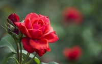 На честь полонених у РФ моряків троянди і листівки роздаватимуть сьогодні у двох містах Рівненщини 