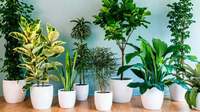 Кращі за будь-який кондиціонер: кімнатні рослини, які поглинають тепло та охолоджують повітря 