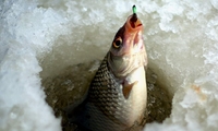 Відсьогодні на Рівненщині заборонено риболовлю