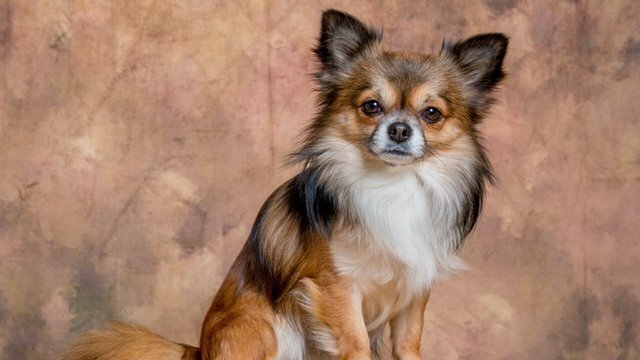 Фото ілюстративне, на фото пес породи Папільйон