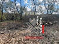 Багато дерев вирізали у Рівному неподалік річки (ФОТО)