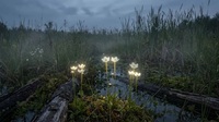 «Царські очі» серед болота: на Поліссі розквітла незвичайна рослина (ФОТО)