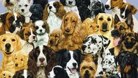 Коштують як машини: найдорожчі породи собак (ФОТО) 