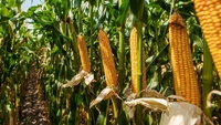 Голоду не буде: на Рівненщині посіють кукурудзу нової селекції