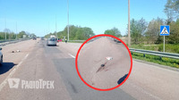 Смертельна ДТП на трасі «Київ-Чоп»: під колесами автомобіля загинув чоловік (ФОТО)