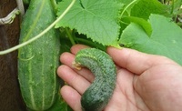 Які овочі не можна садити поруч із огірками: не кожен про це знає