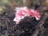 На Волині браконьєри вбили червонокнижного лося, а м’ясо пофасували у мішки (ФОТО)