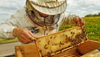 У Рівному хочуть створити комісію, яка встановлюватиме факти отруєння бджіл