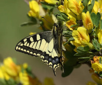 Неподалік Рівненщини помітили найгарнішого метелика України