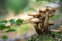 Повен ящик грибів назбирали порушники у зоні відчуження (ФОТО)