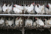 Ще одні ображені: не лише польські та французькі фермери «мають зуб» на Україну