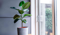 Необхідні вдома: 3 кімнатні рослини, що врятують від пилу та вологи