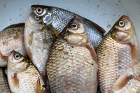 Звідки везуть живу рибу на ринки України: хто контролює її якість?