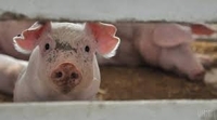 Африканська чума свиней «привела» на Рівненщину місію Євросоюзу 