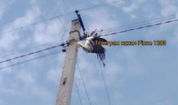 Заплутався у проводах: біля Гощі врятували лелеку, який мало не загинув на електроопорі (ФОТО)