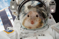 Препарат проти старіння вдалося знайти в космосі – під час експерименту над мишами (ФОТО/ВІДЕО)