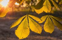 Чому 18 вересня не можна ходити в гості: народні прикмети