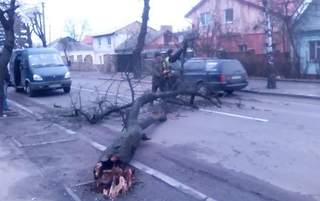 На вулиці Приходька впало дерево